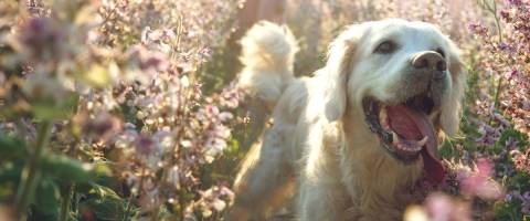 Golden retriever puppy smiling in field