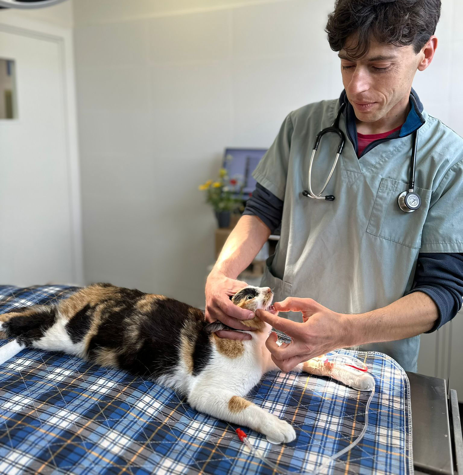 Dr. Ran Nivy, a principal investigator for one of the approved studies, examines a cat as part of his project.