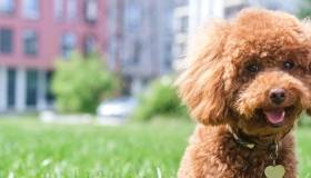 Brown poodle dog sitting in grass
