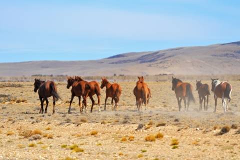 a group of horses run in the desert
