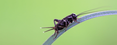 An image of a cricket