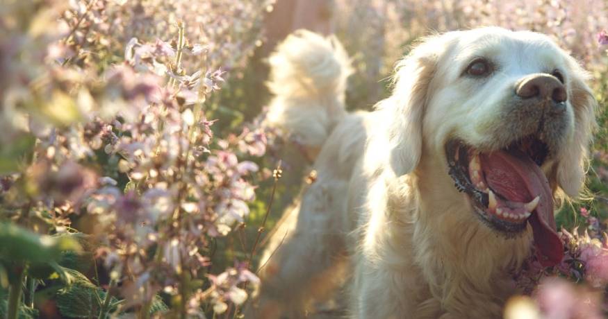 Golden retriever puppy smiling in field