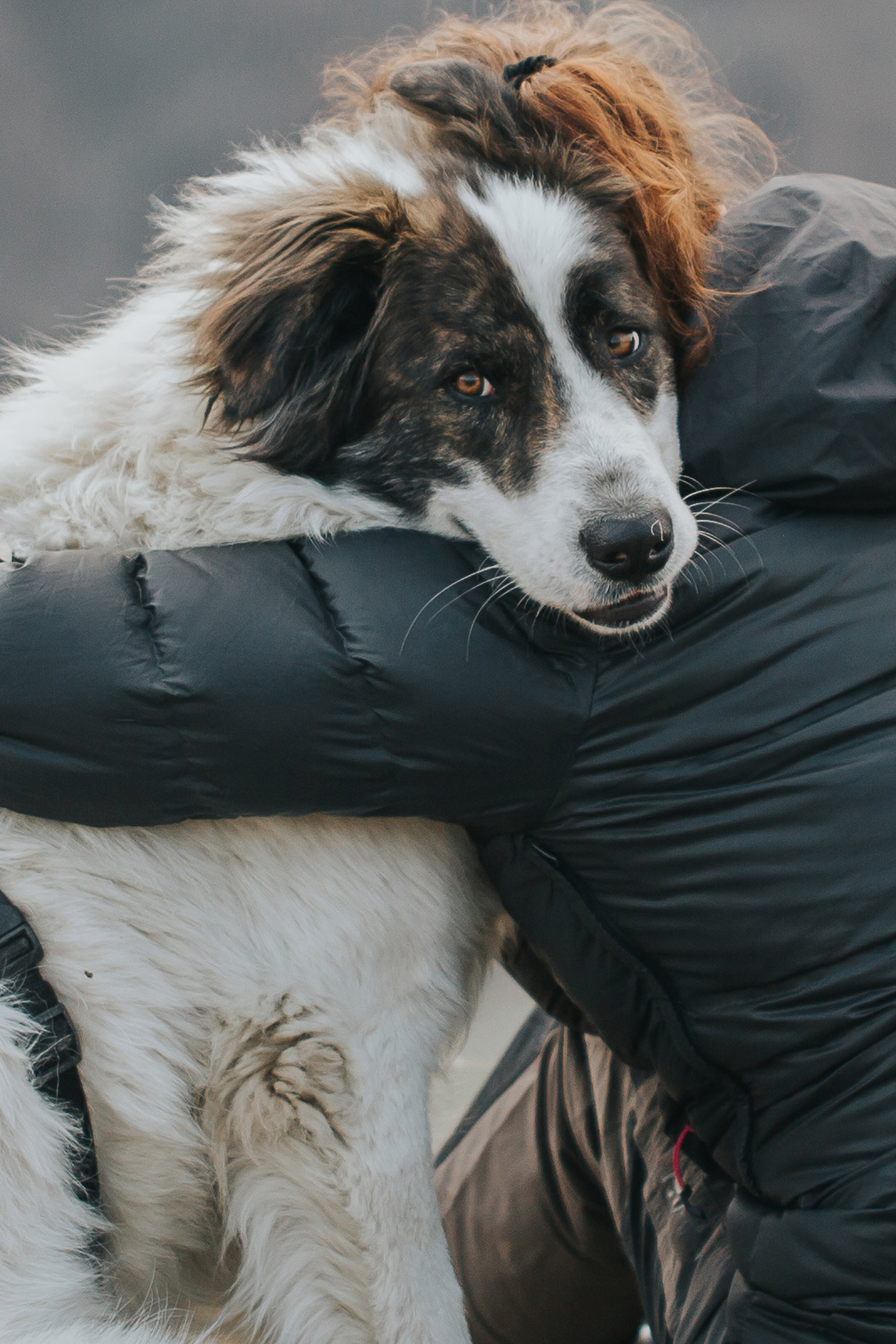 Dog with Owner