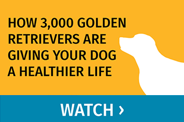 How 3,000 Golden Retrievers are Giving Your Dog a Healthier Life