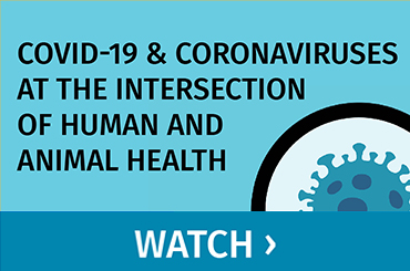 Covid-19 & Coronaviruses at the Intersection of Human and Animal Health