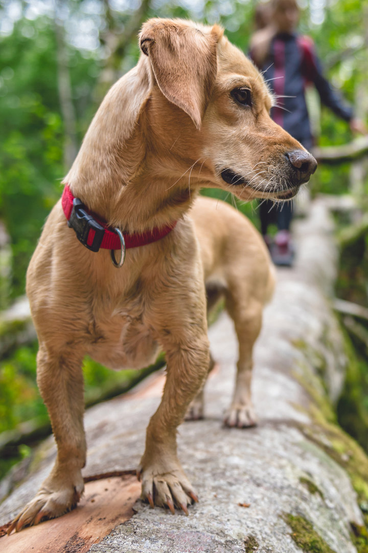 Dog with Owner
