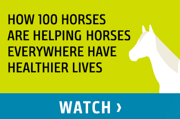 How 100 Horses Are Helping Horses Everywhere