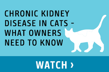 Chronic Kidney Disease in Cats - What Owners Need to Know