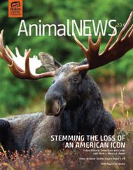 AnimalNEWS 20.4