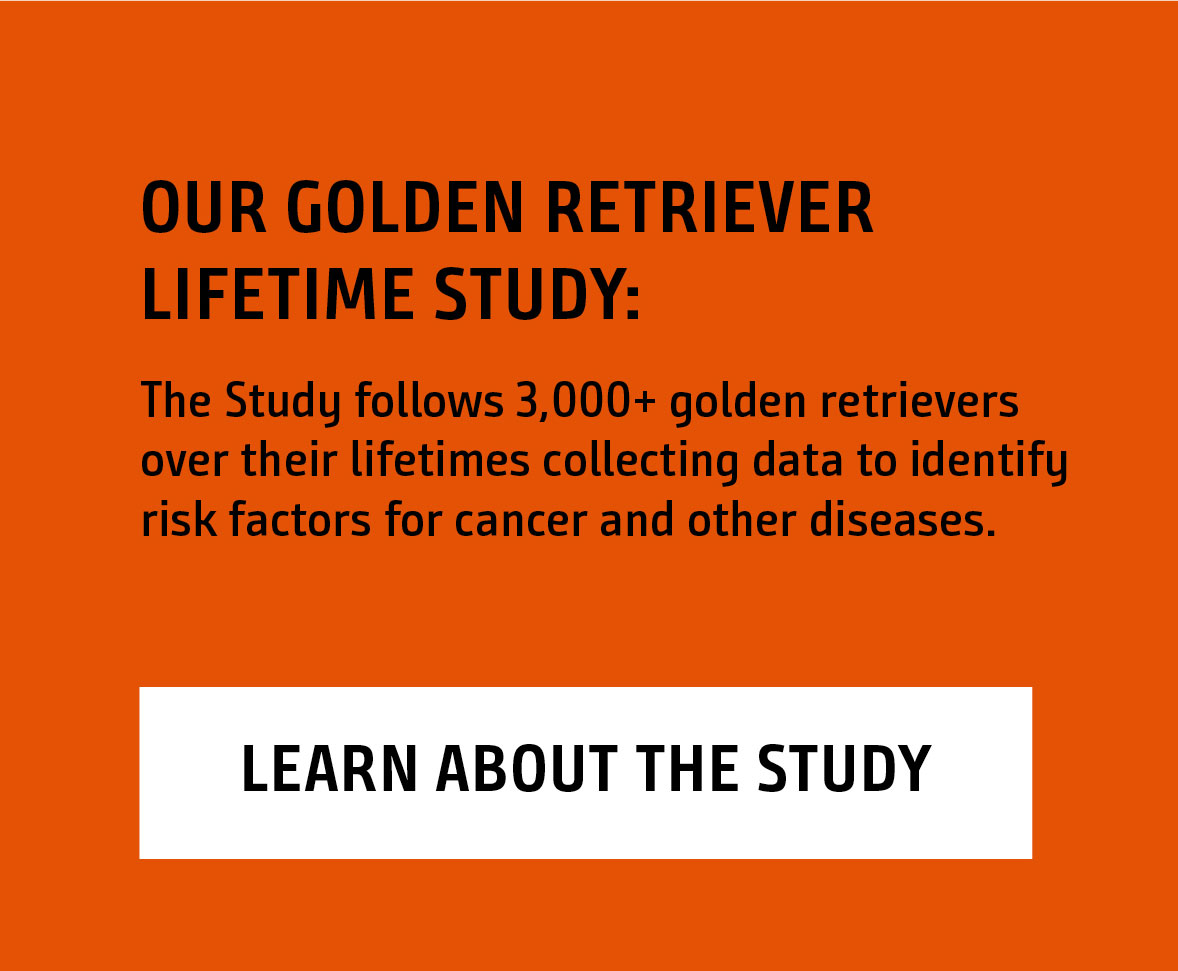 The Golden Retriever Lifetime Study follows 3,000+ golden retrievers over their lifetimes collecting data to identify risk factors for cancer and other diseases. LEARN ABOUT THE STUDY