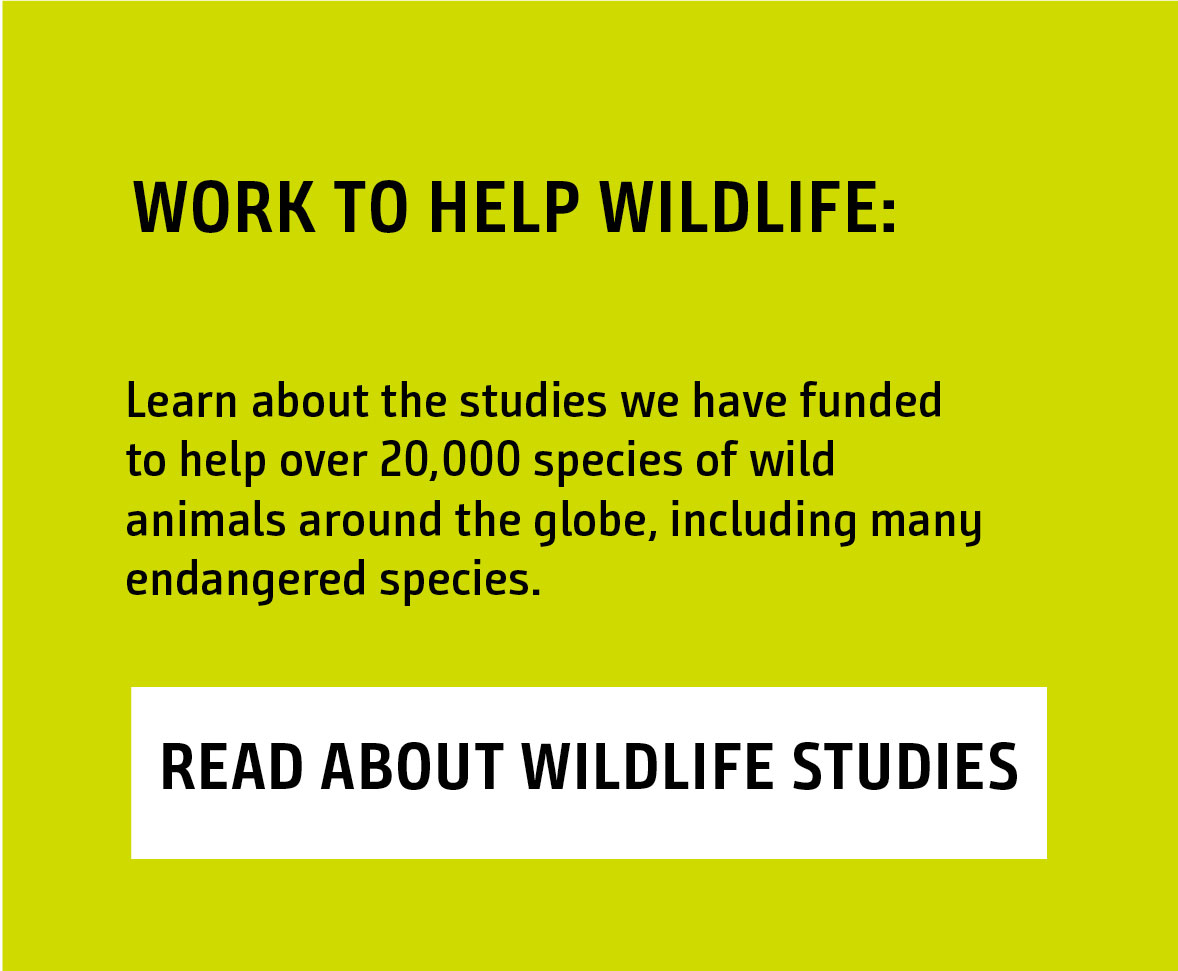 Learn about the studyies we have funded to help over 20,000 species of wild animals around the globe, including many endangered species. READ ABOUT WILDLIFE STUDIES