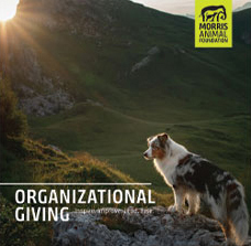 Organizational Giving