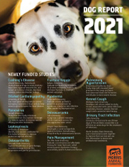 2021 Report: Dog