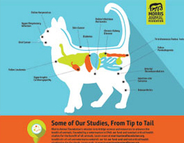 Cat Studies Infographic