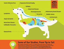 Dog Studies Infographic