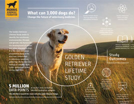 Golden Retriever Lifetime Study Infographic