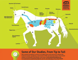 Horse Studies Infographic