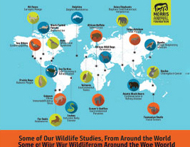 Wildlife Studies Infographic
