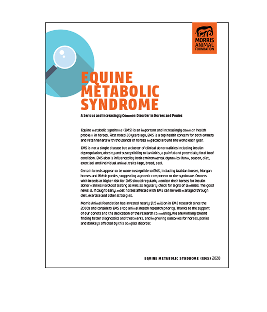 Equine Metabolic Syndrome White Paper