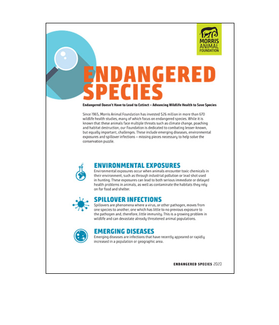 Endangered Species White Paper