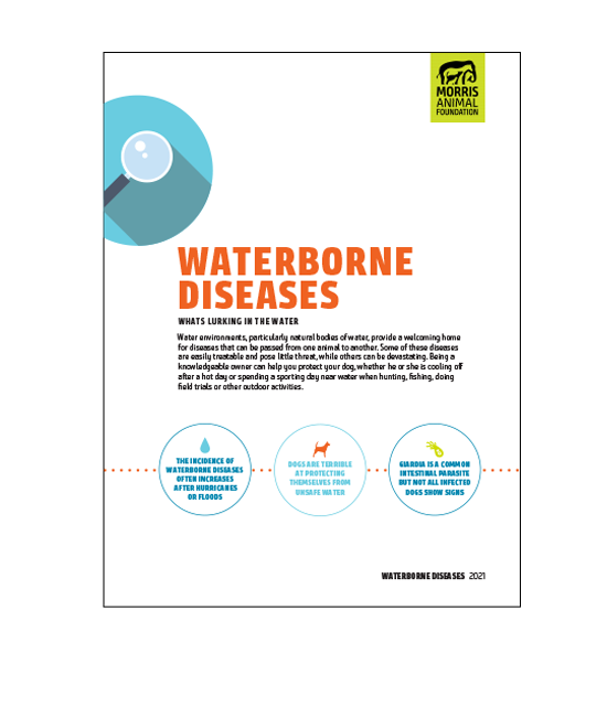 Waterborne Diseases White Paper