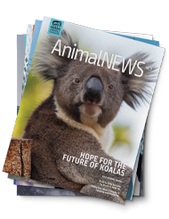 ANIMALNEWS MAGAZINE