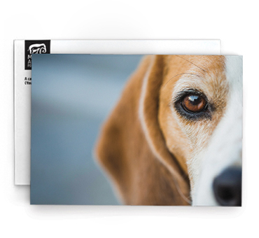 Beagle Memorial Card