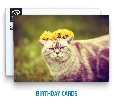 birthday-cat