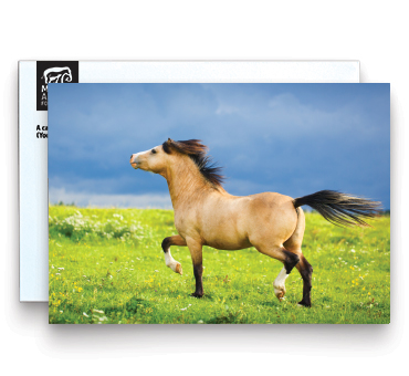 Birthday Card Horse