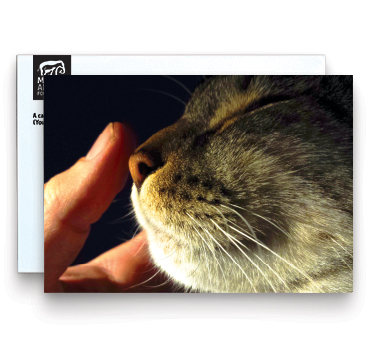 Cat Image Memorial Card