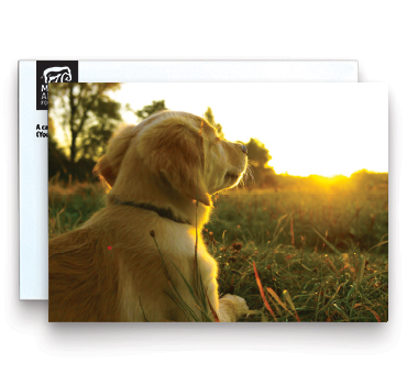 Golden Retriever Memorial Card