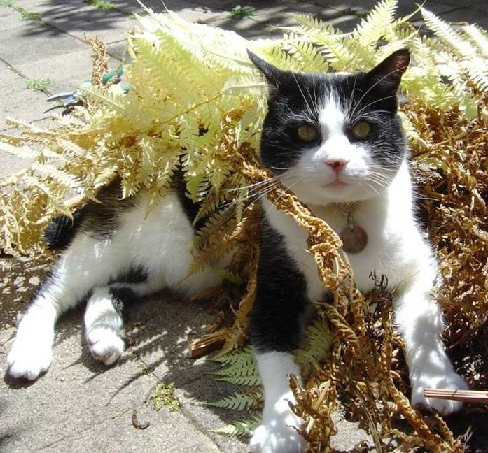 Jasper is the first cat that the new hepdanavirus was found