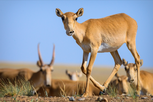 Saiga