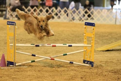 Golden retriever, Davy