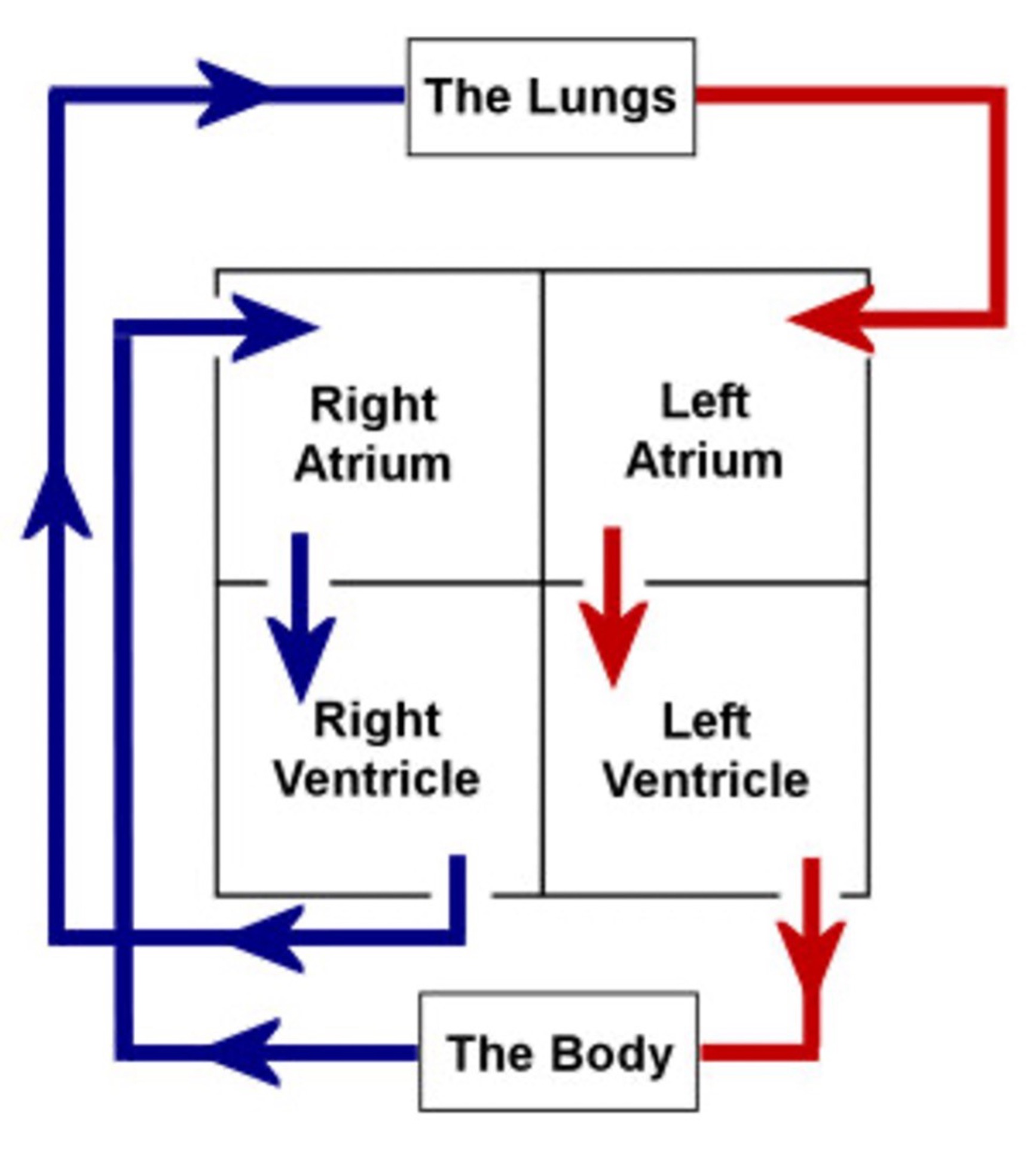 heart diagram