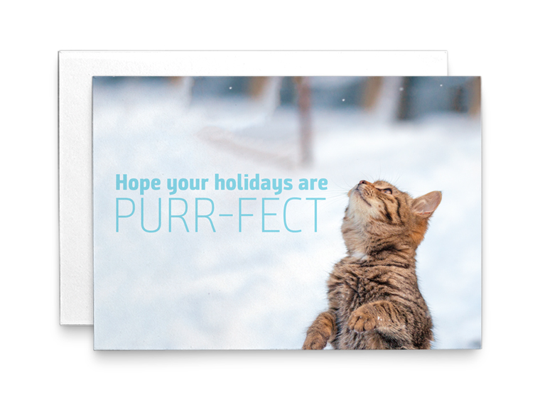 Holiday Card Cat