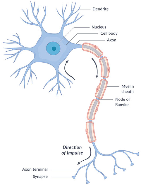 Structure of a neuron