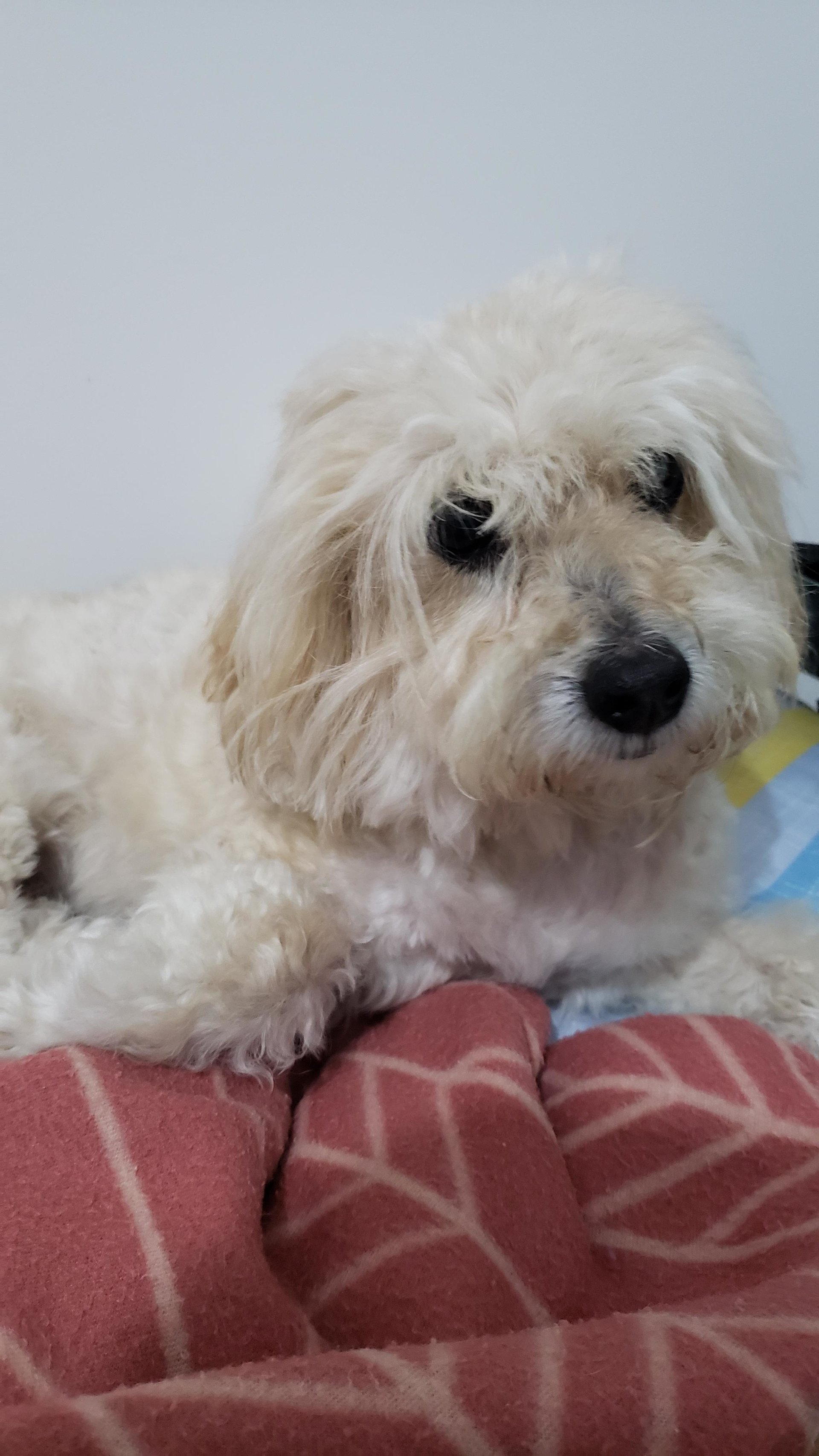 Kiara's Online Pet Memorial | Morris Animal Foundation