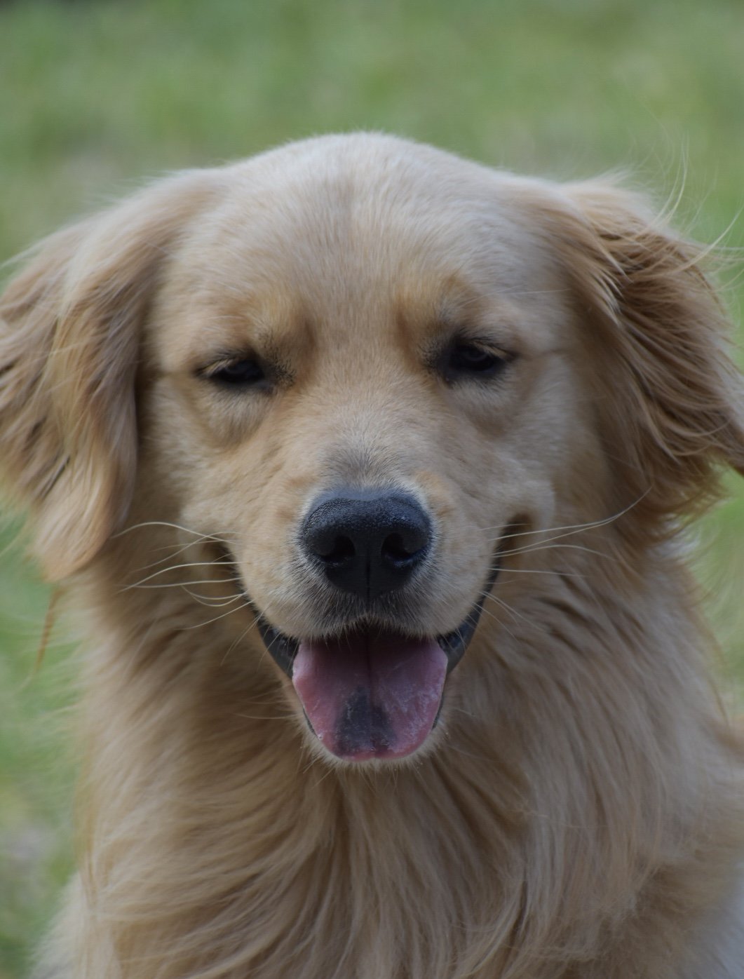 Atticus 's Online Pet Memorial | Morris Animal Foundation