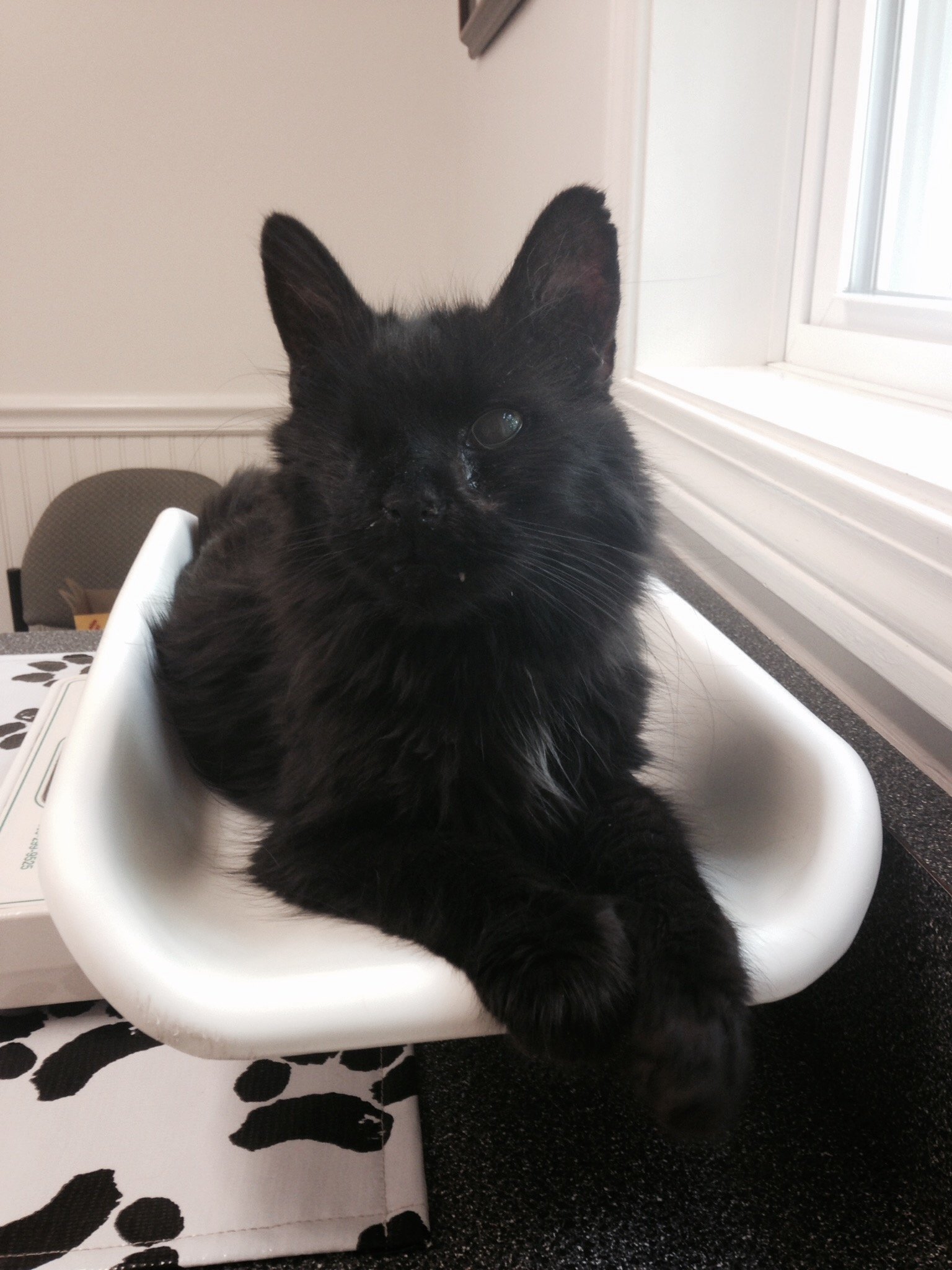 Binx's Online Pet Memorial | Morris Animal Foundation