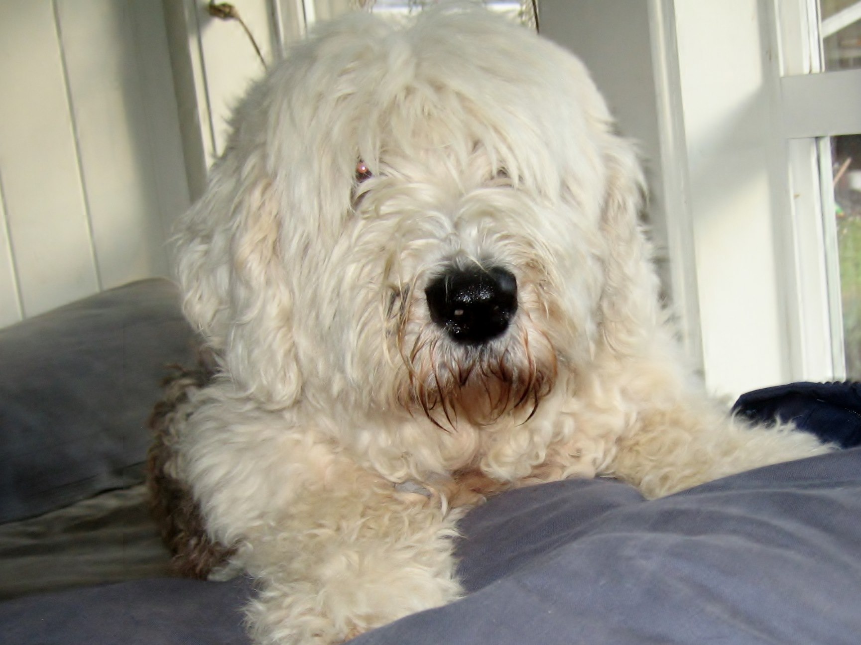 Kalie's Online Pet Memorial | Morris Animal Foundation