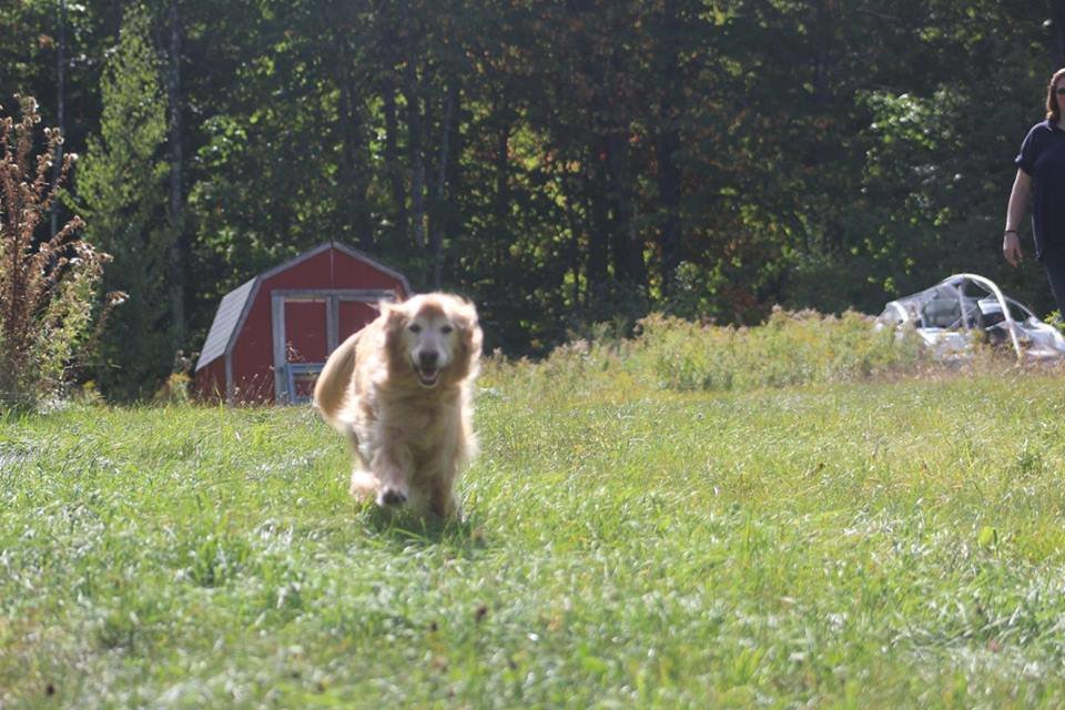 Polaris's Online Pet Memorial | Morris Animal Foundation