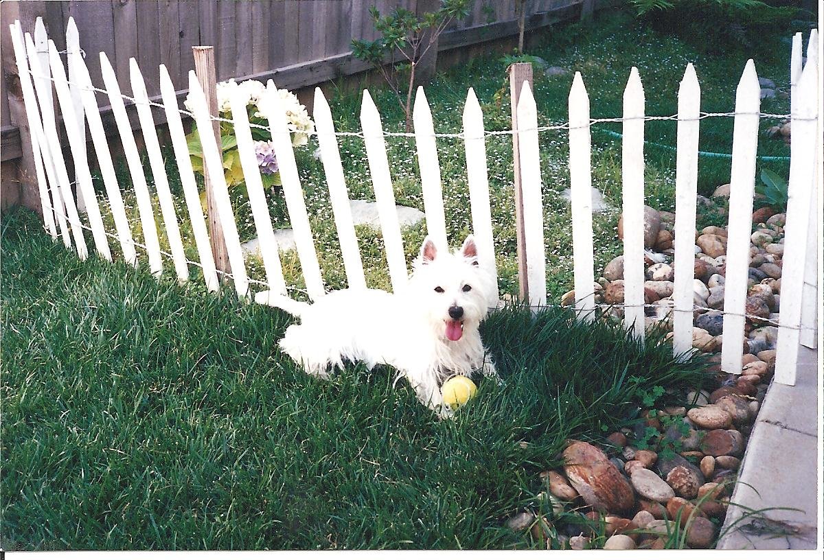 Ms. Wiggins's Online Pet Memorial Morris Animal Foundation