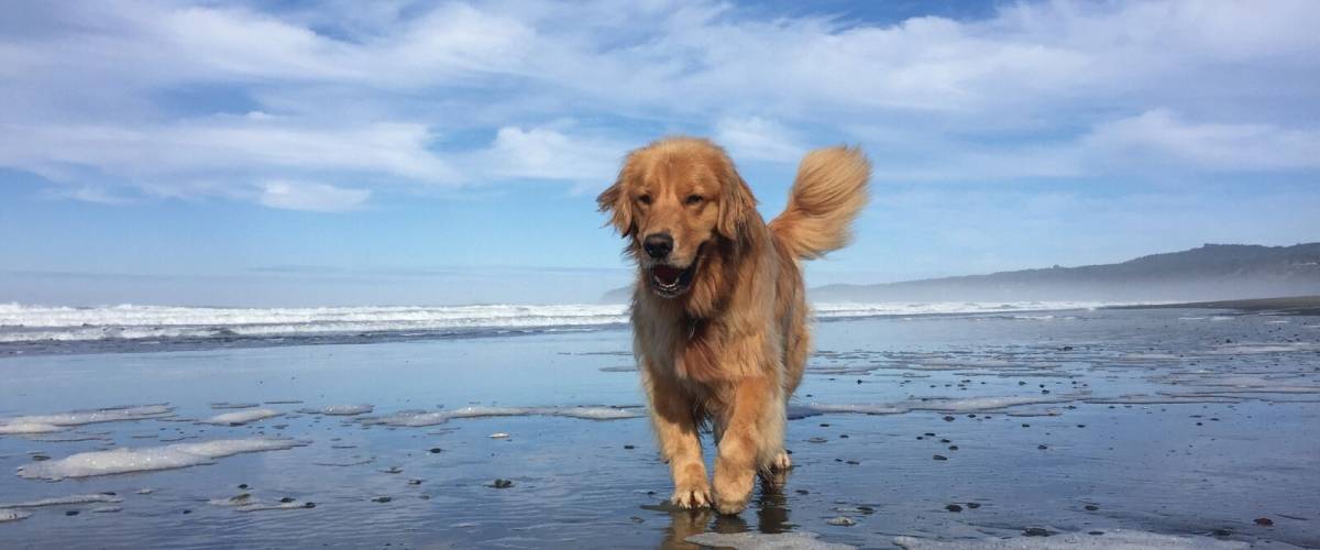 Golden retriever_Milo Hero 315