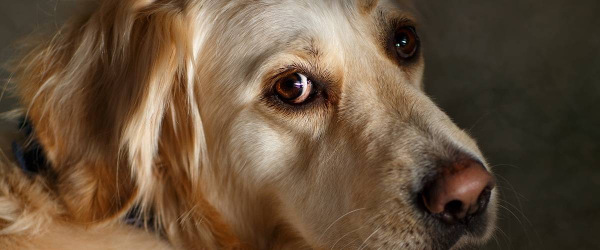 Photo of golden retriever looking at camera