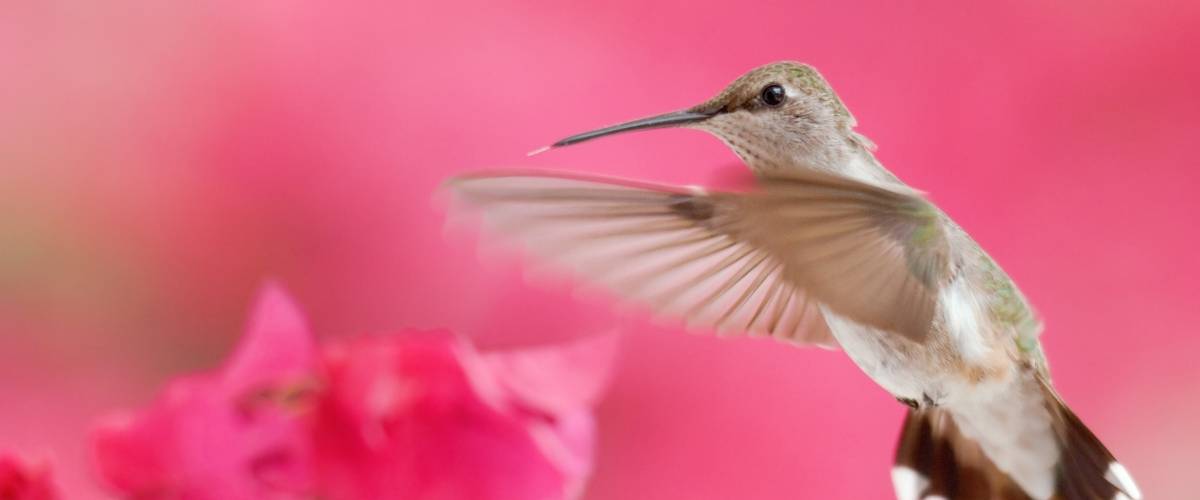 A hummingbird flies near pink flowers