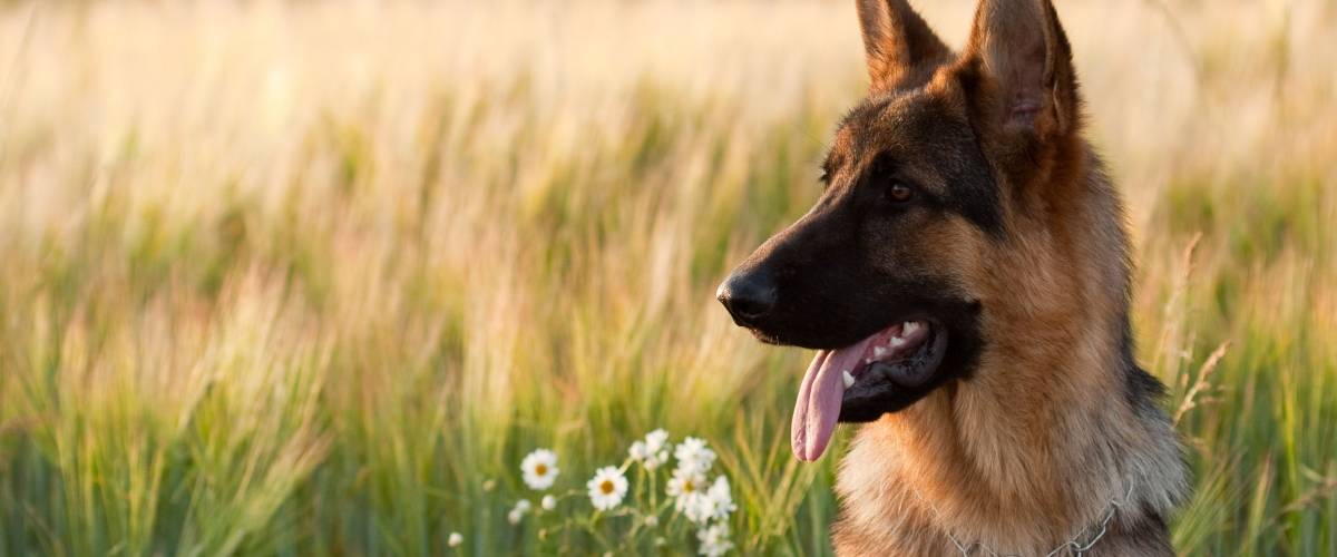 Photo of German Shepard in a field