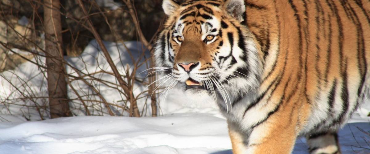 photo of a tiger walking in snow