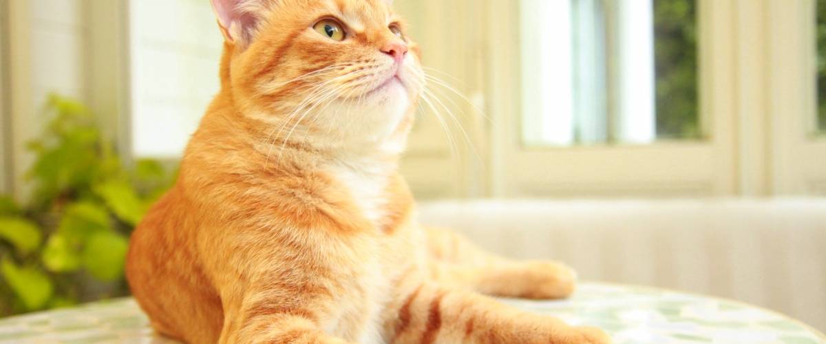 orange cat laying on a table