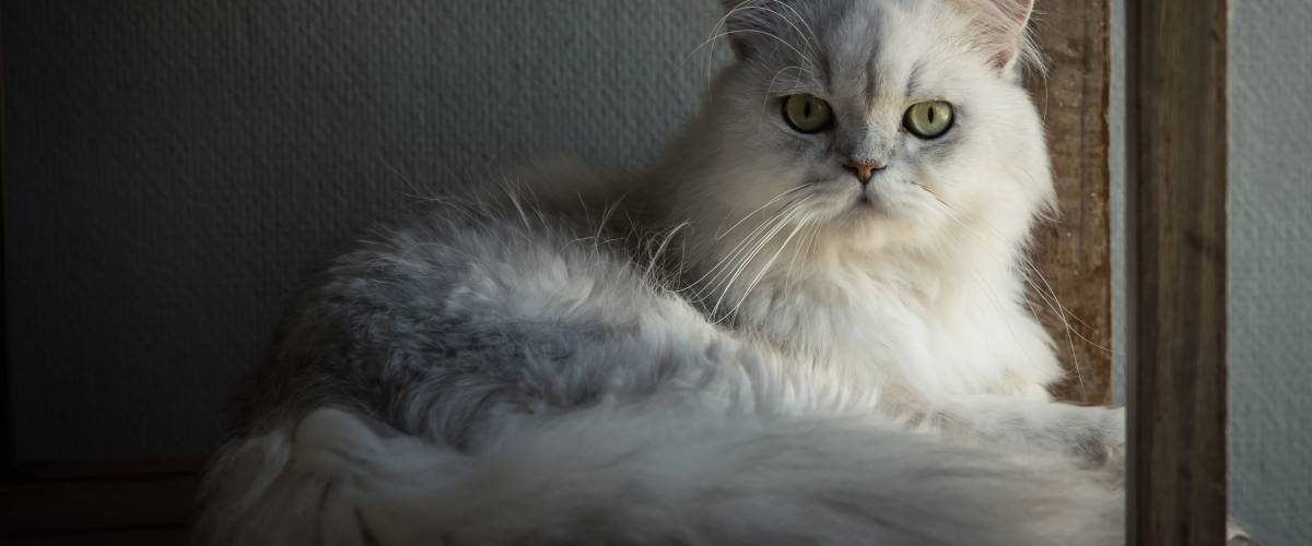 Photo of long-haired, white cat laying in a window